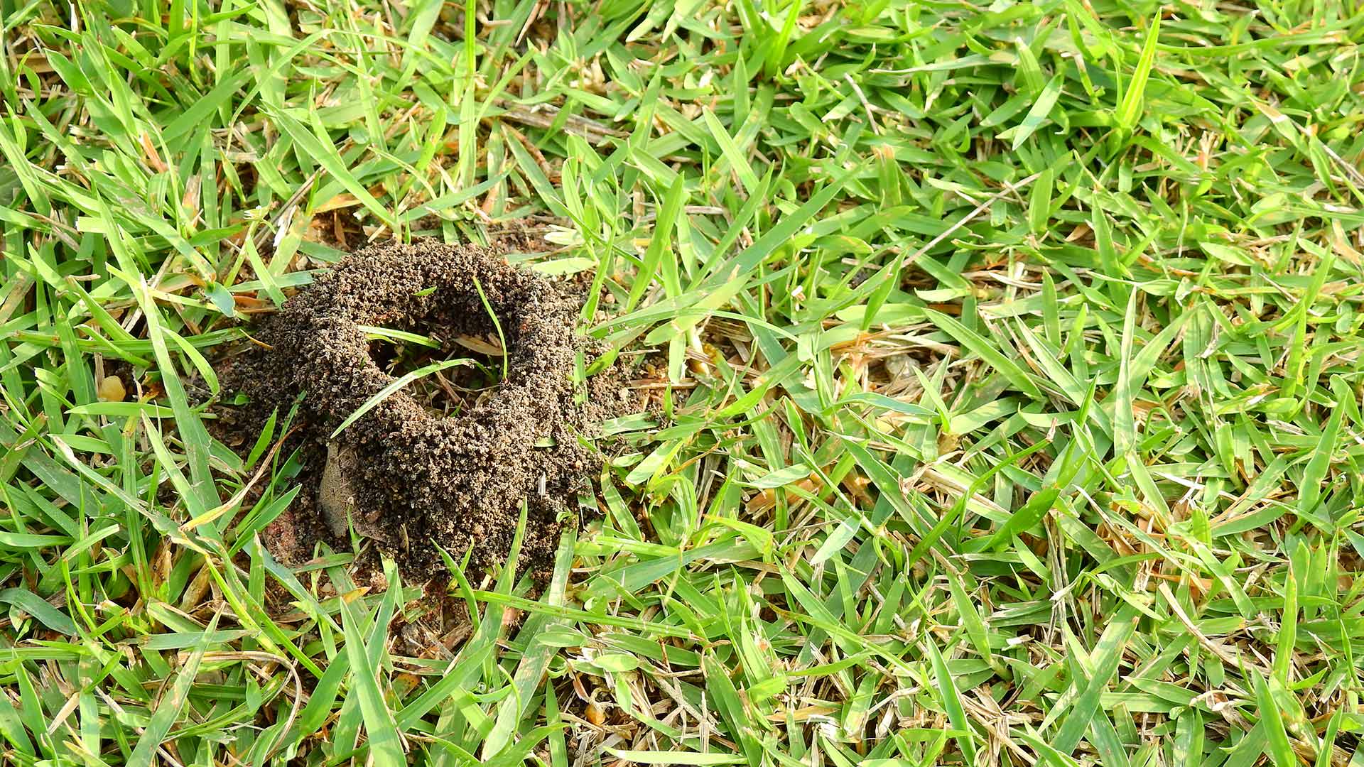 Ant hill infesting a lawn in Tea, SD.
