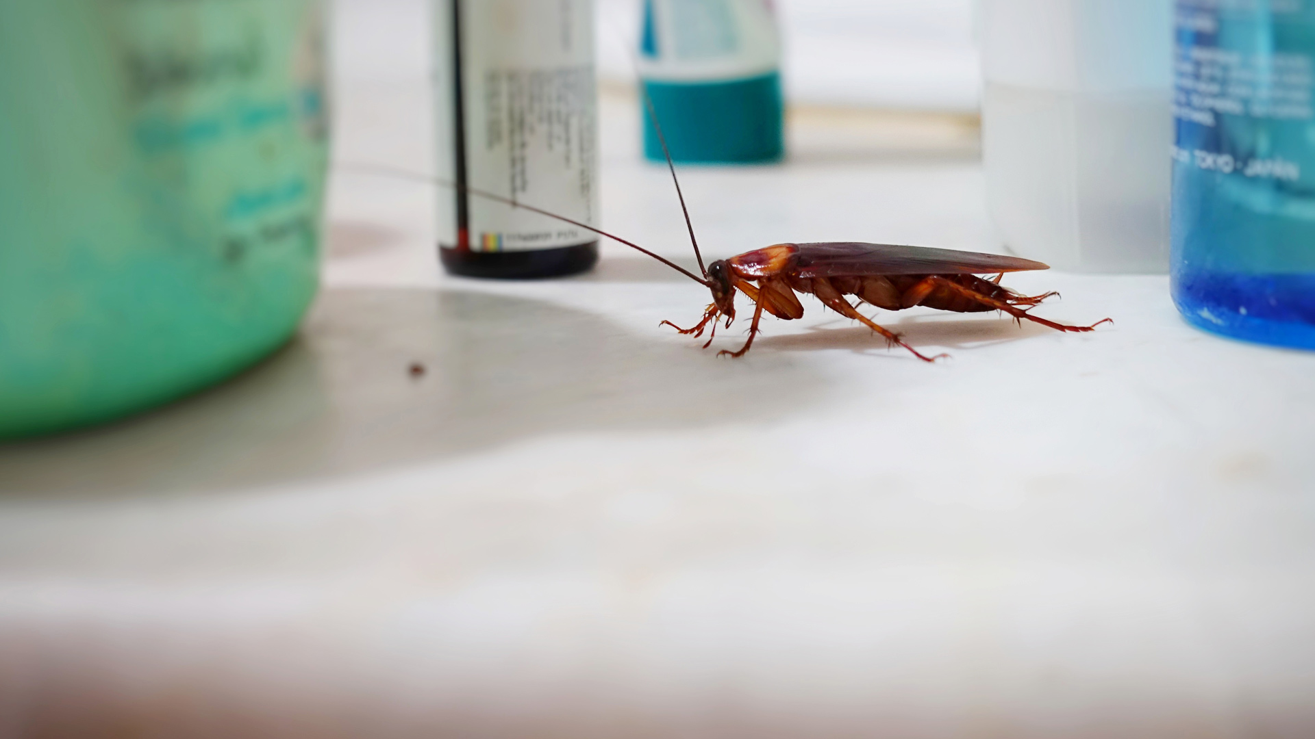 4 Things You Can Do To Keep Roaches From Invading Your Home Or Business The Yard Barbers 