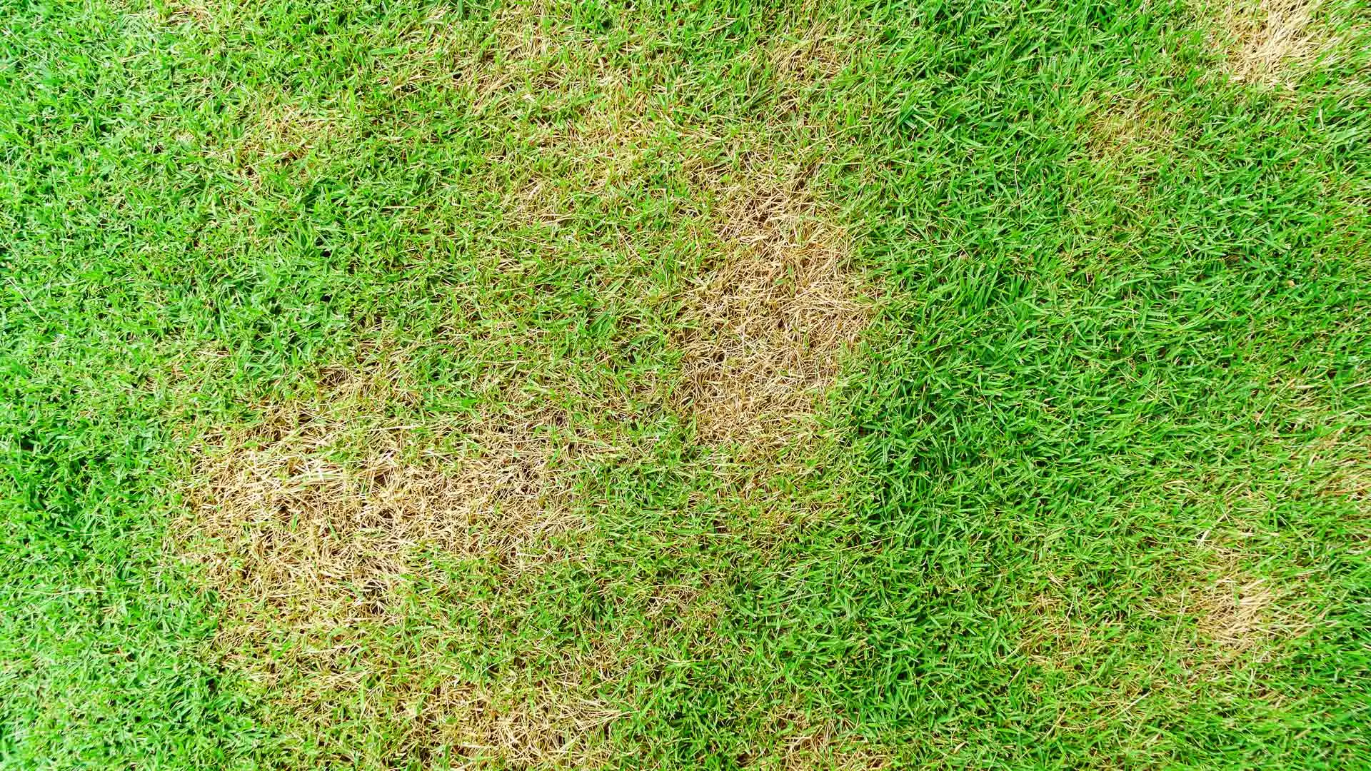 Have a Damaged Lawn? Schedule These 3 Lawn Care Services to Help It Recover