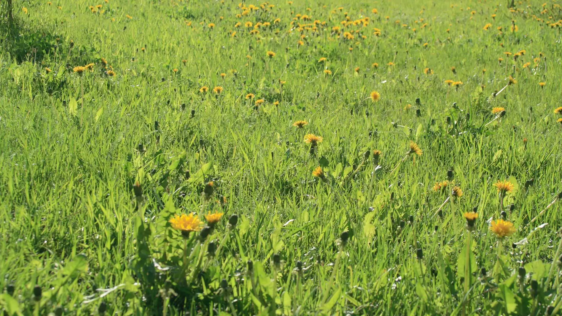 Watch Out for These 4 Weeds That Commonly Invade Lawns in South Dakota