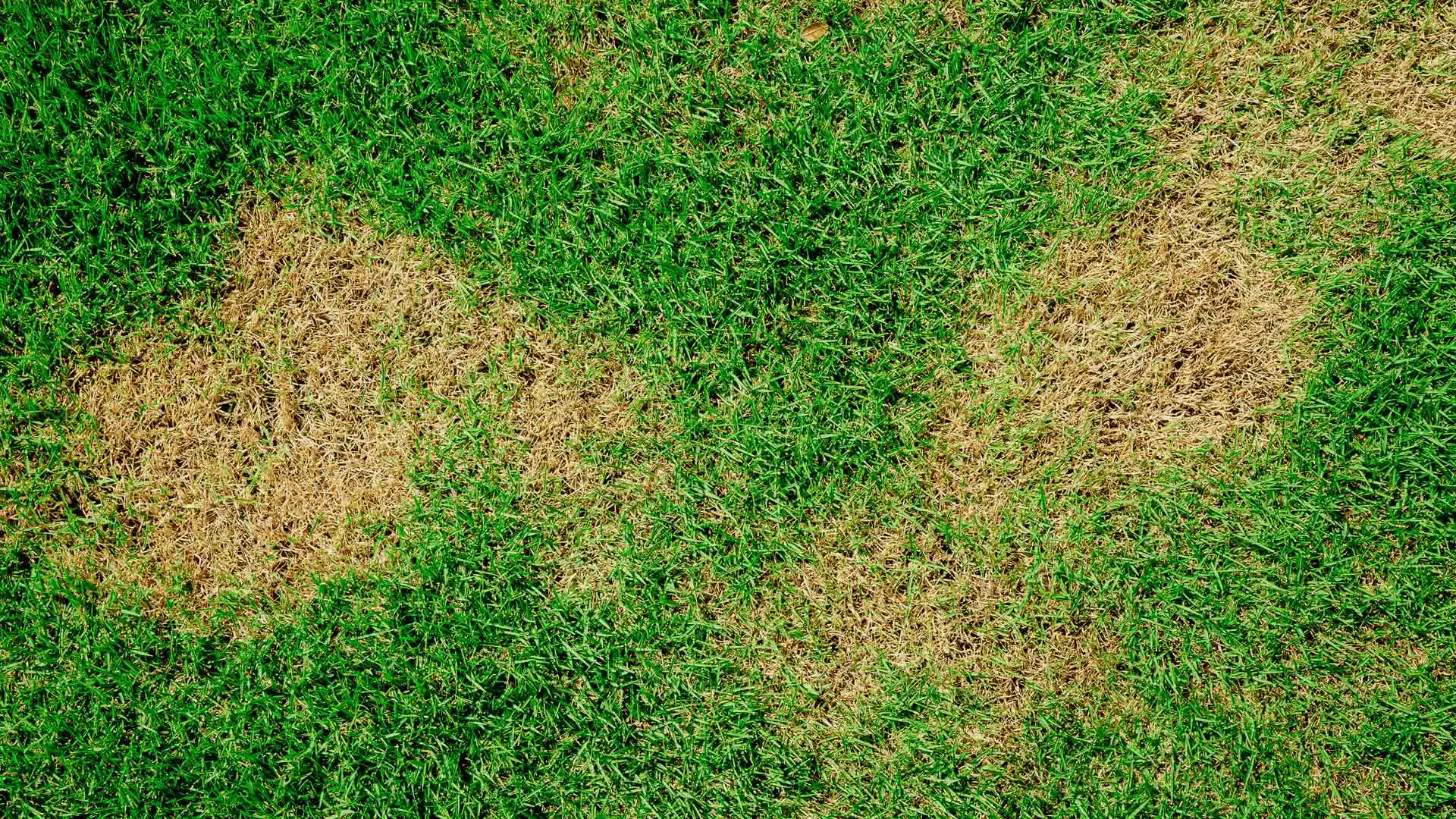 4 Lawn Diseases That Can Invade Lawns in South Dakota