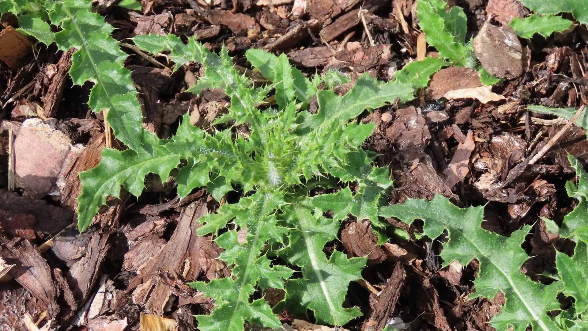Have Weeds Invaded Your Landscape Beds? Get Rid of Them ASAP!