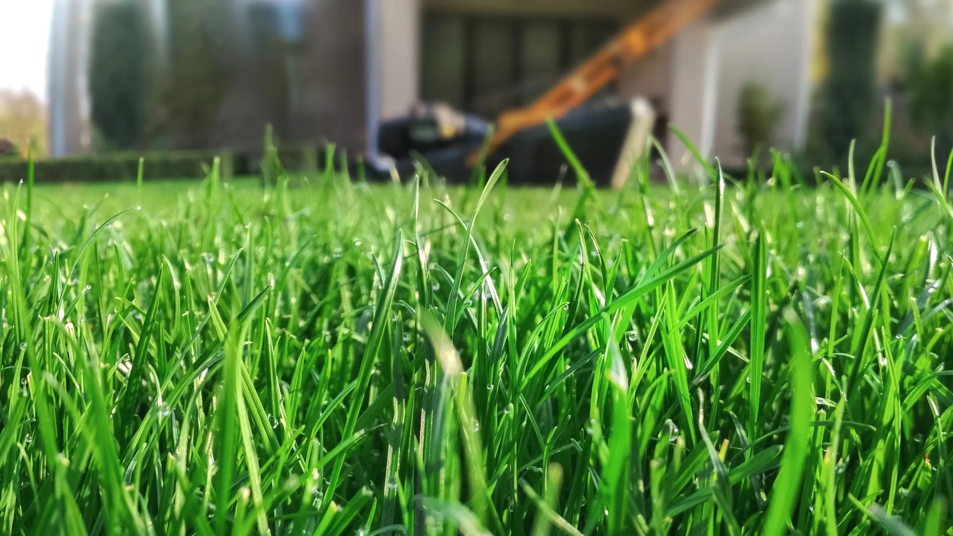 How to Care For Your Lawn After an Overseeding Service