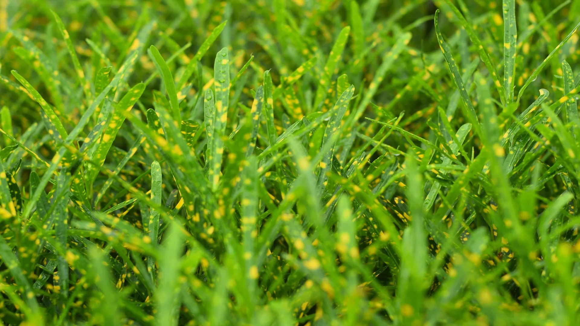 Has Leaf Spot Invaded Your Turf? Here’s How to Deal With This Lawn Disease!