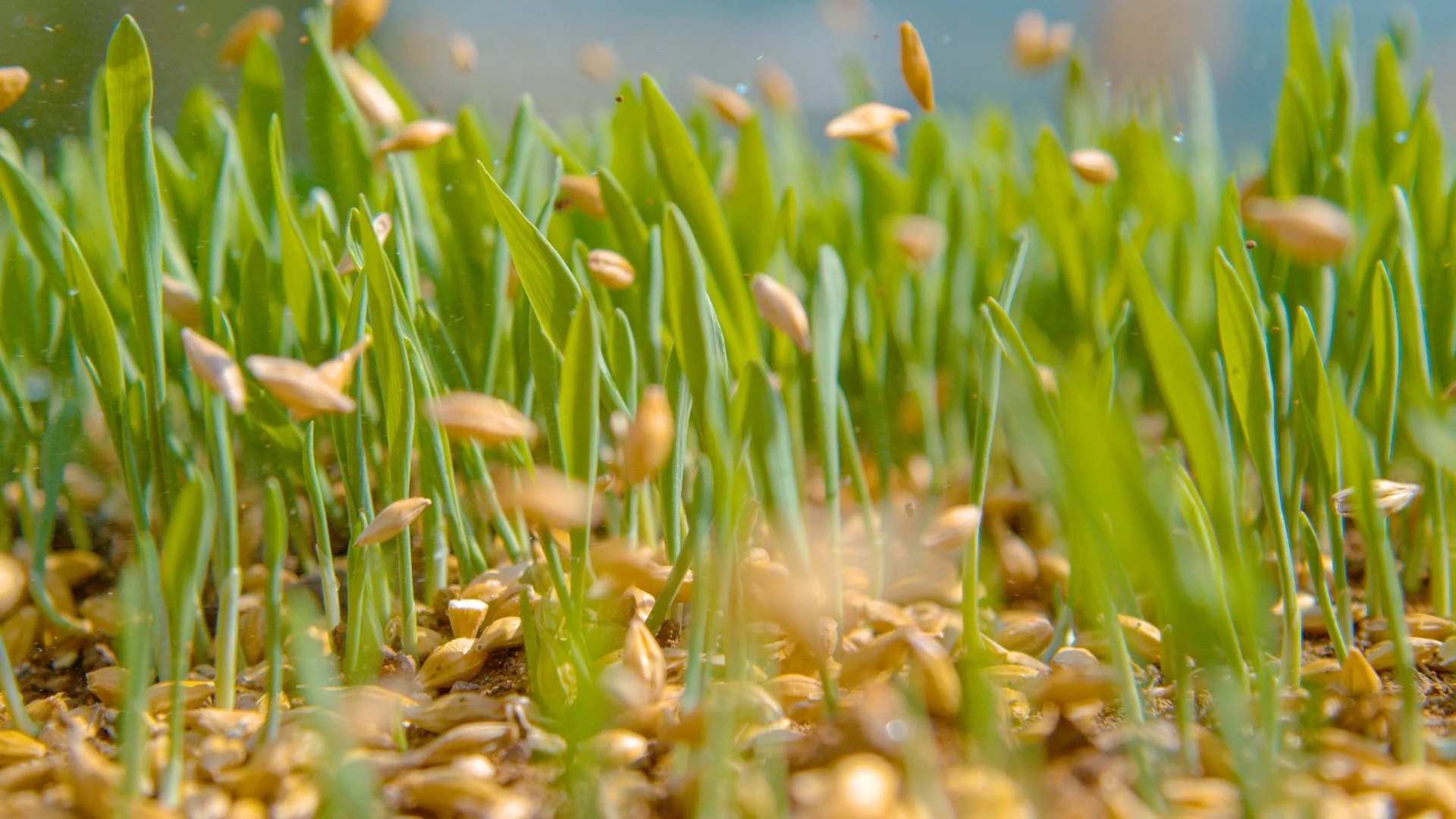 Why Is Fall the Best Season to Have Your Lawn Overseeded?