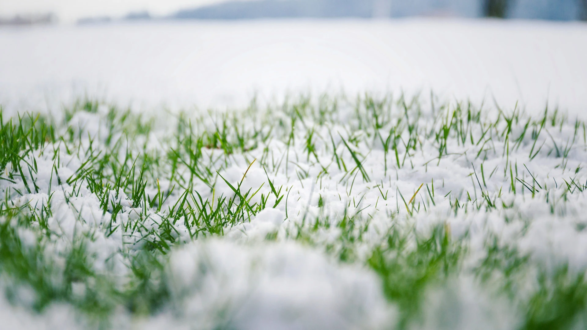 Make Sure That You Apply a Winterizer Treatment to Your Lawn This Year!