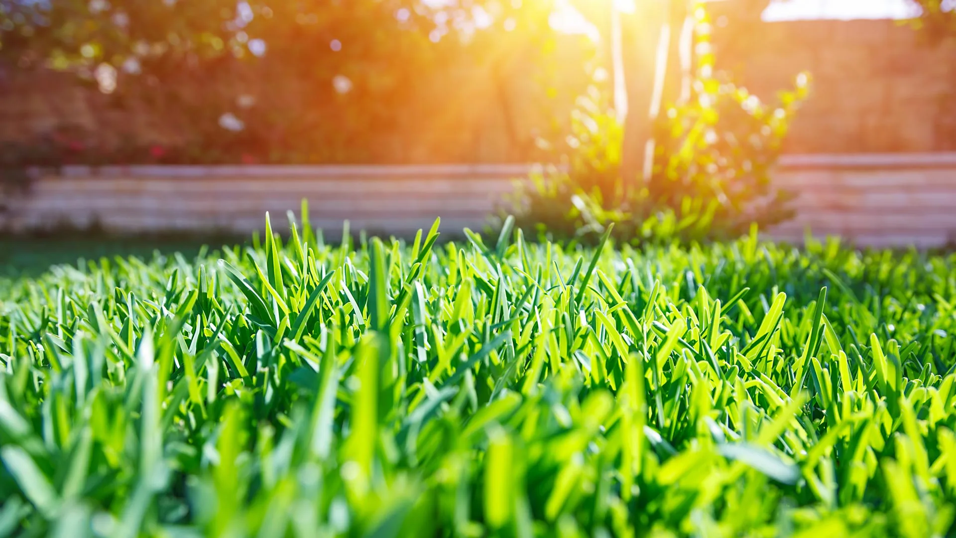 Investing in Consistent Lawn Care Is the Best Way to Prevent Lawn Diseases