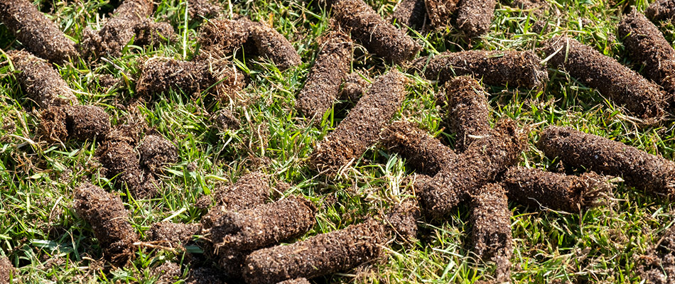 Aerated cores left on a lawn in Tea, SD.