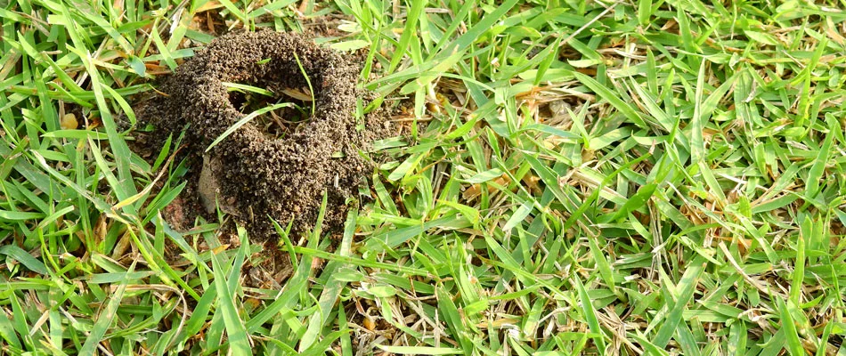 Ant hill found in a lawn in Sioux Falls, SD.
