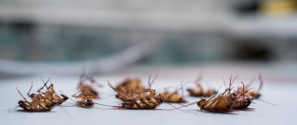 4 Things You Can Do To Keep Roaches From Invading Your Home Or Business The Yard Barbers