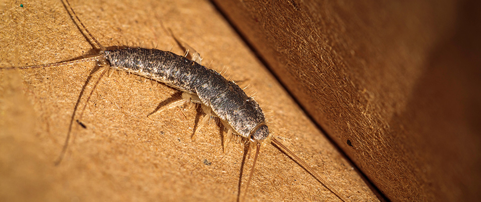 Silverfish found on customer's wood in property in Harrisburg, SD.