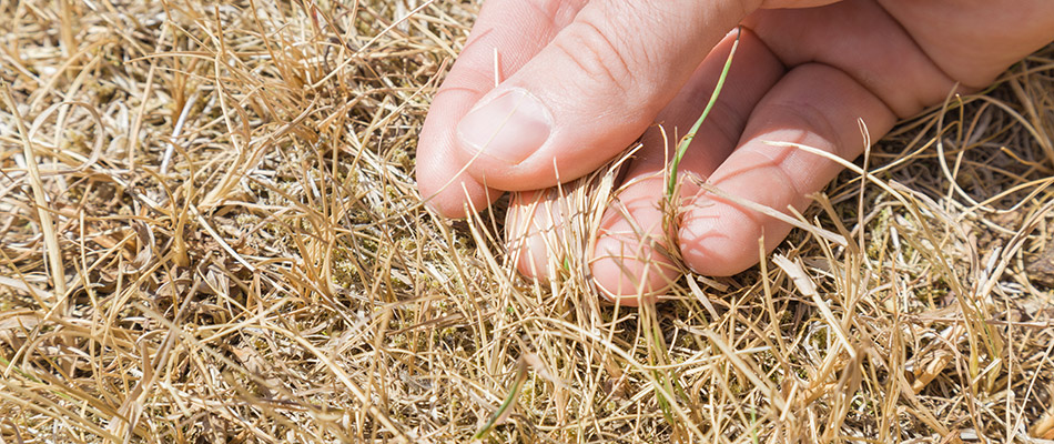 Our lawn care professional inspecting diseased grass at a home in Harrisburg, SD.