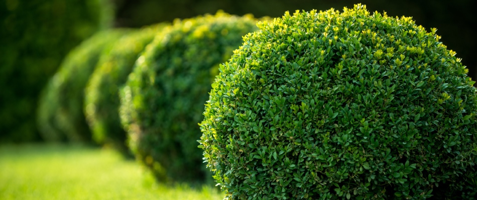 Circular hedges trimmed by professionals in Sioux Falls, SD.