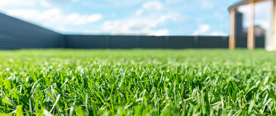 Vivid, green lawn grass with fertilization services in Sioux Falls, SD.