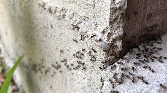 Ants crawling around the foundation of a home in Sioux Falls, South Dakota.
